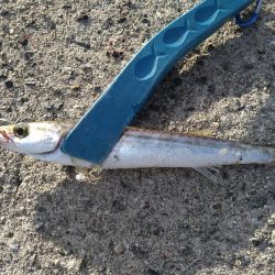 爆風カマス釣り